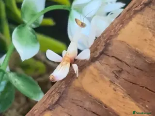 Praying Mantis invertebrates Orchid mantis for SALE - Advert 2