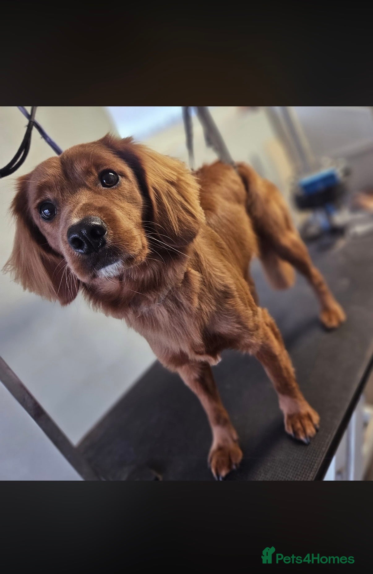 Mixed Breed dogs Stud available  - Advert 1