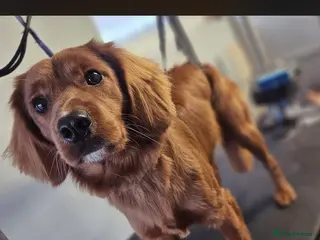 Mixed Breed dogs Stud available - Advert 1