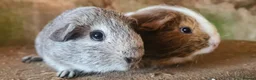 Guinea Pig rodents for sale: Male guinea pigs sheltie and short coated - Advert 18