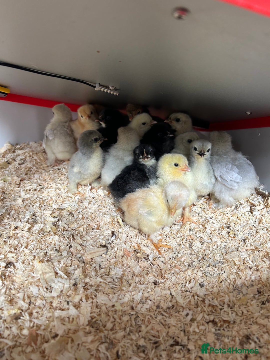 Chickens poultry for sale: Mixed unsexed Pekin chick day olds  - Image 1