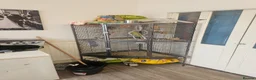 Ringnecks birds for sale: Indian ring neck  in Westcliff-on-Sea - Advert 3