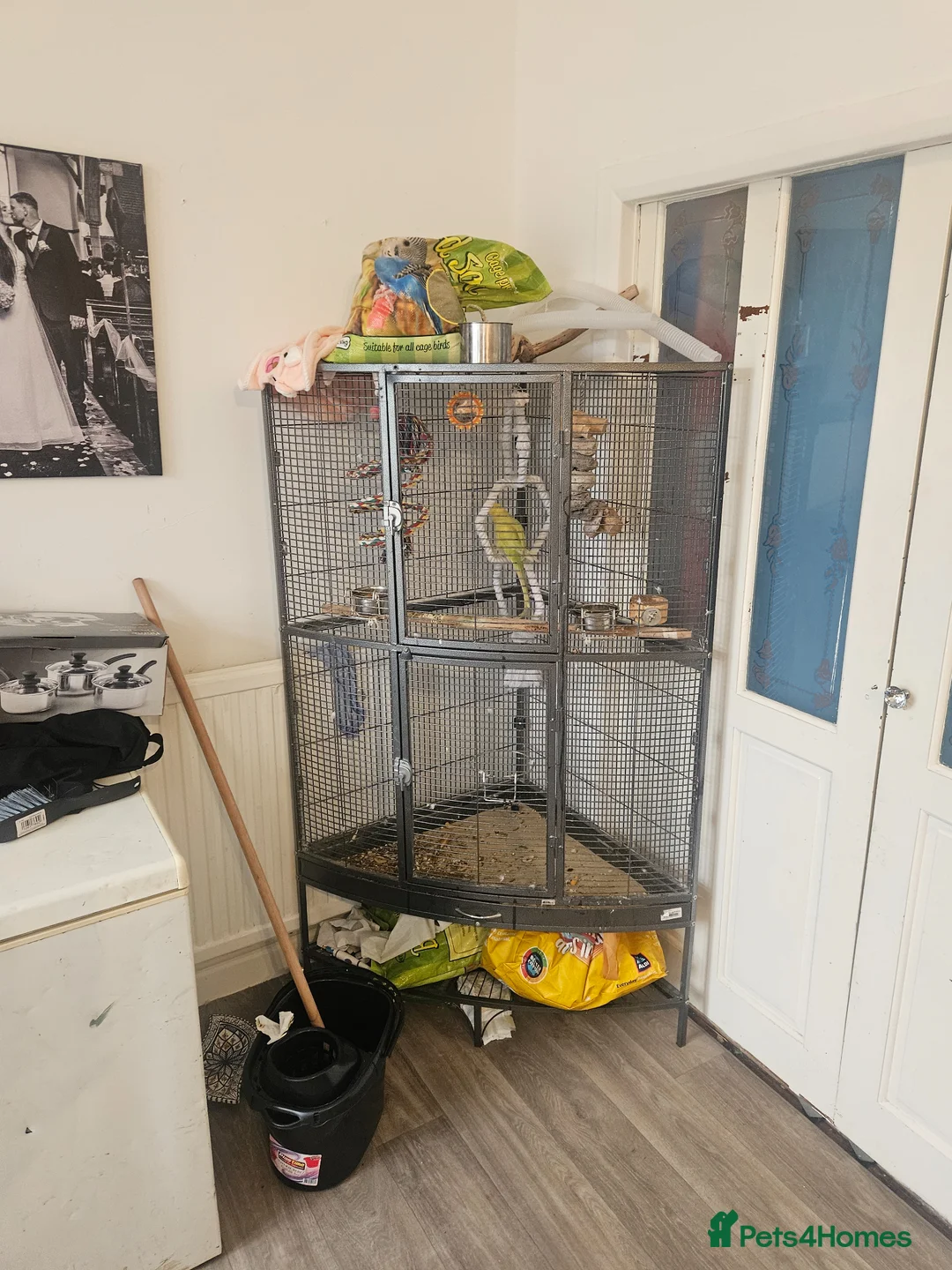 Ringnecks birds for sale: Indian ring neck  in Westcliff-on-Sea - Advert 3