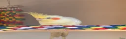 Cockatiels birds for sale: 4 cockatiels 1 grey 3 Lutino & cage  - Advert 3