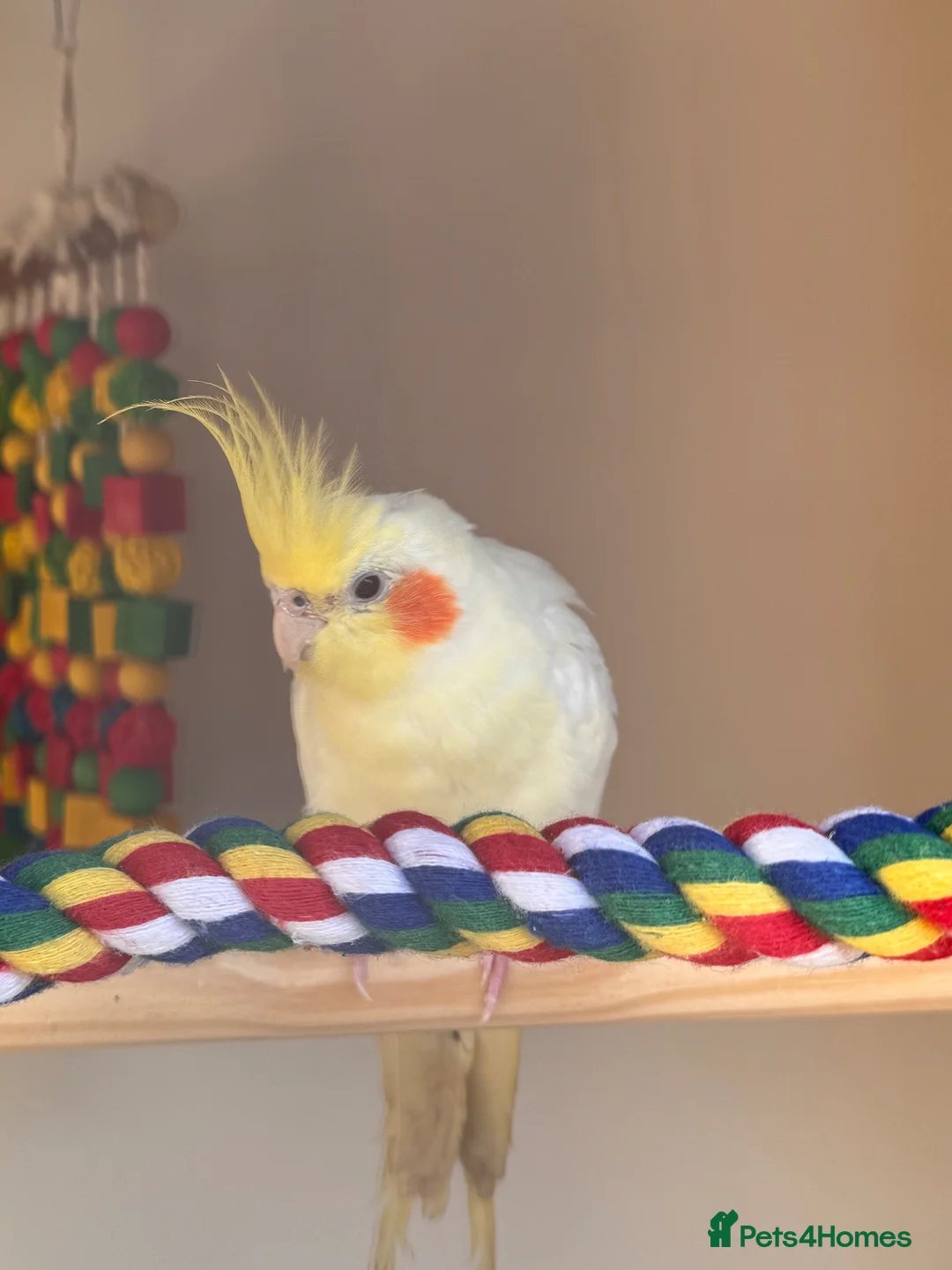 Cockatiels birds for sale: 4 cockatiels 1 grey 3 Lutino & cage  - Advert 3