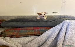 Whippet dogs for sale: Whippets  - Image 14