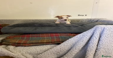 Whippet dogs - Advert 9