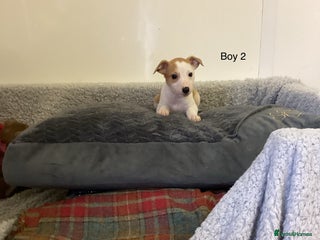 Whippet dogs Whippets - Advert 7