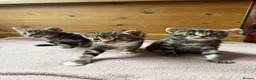 Mixed Breed cats for sale: 3 adorable tabby’s - Advert 3