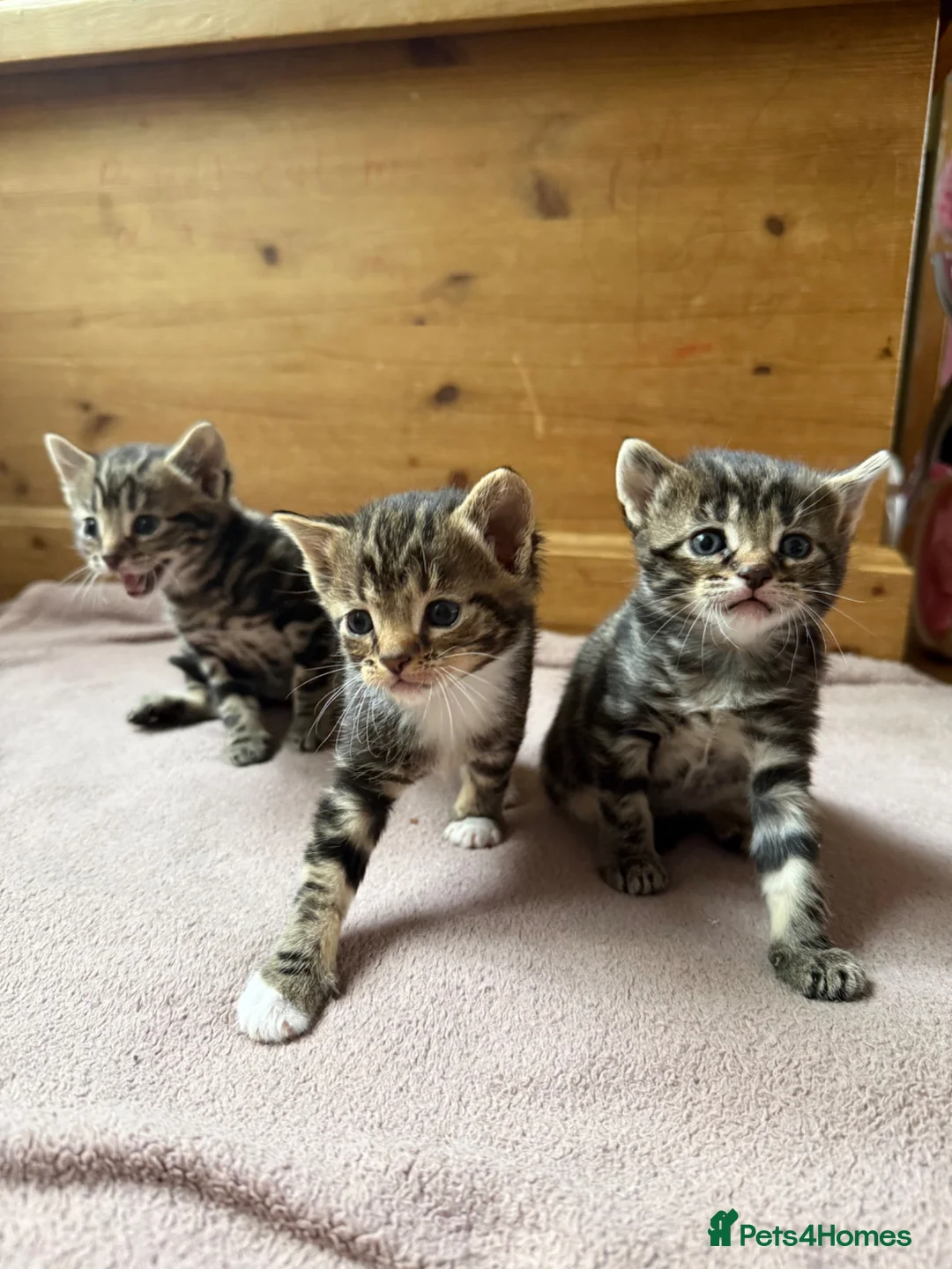 Mixed Breed cats for sale: 3 adorable tabby’s - Advert 3