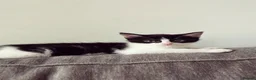Mixed Breed cats for sale: Female kitten  - Advert 7