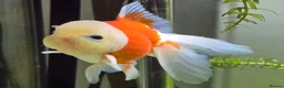 Goldfish fish for sale: Goldfish in Kingston upon Thames - Advert 1