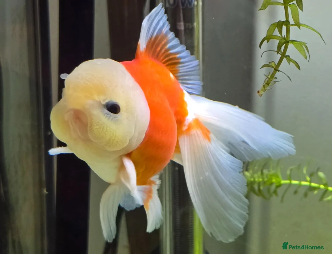 Goldfish fish for sale: Goldfish in Kingston upon Thames - Advert 1