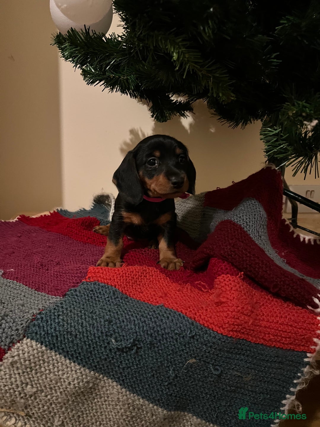 Dachshund dogs for sale: 4 pups for sale  - Advert 8