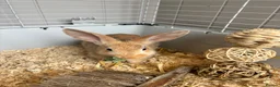 Mixed Breed rabbits for sale: Male rabbit  in Bedlington - Advert 3