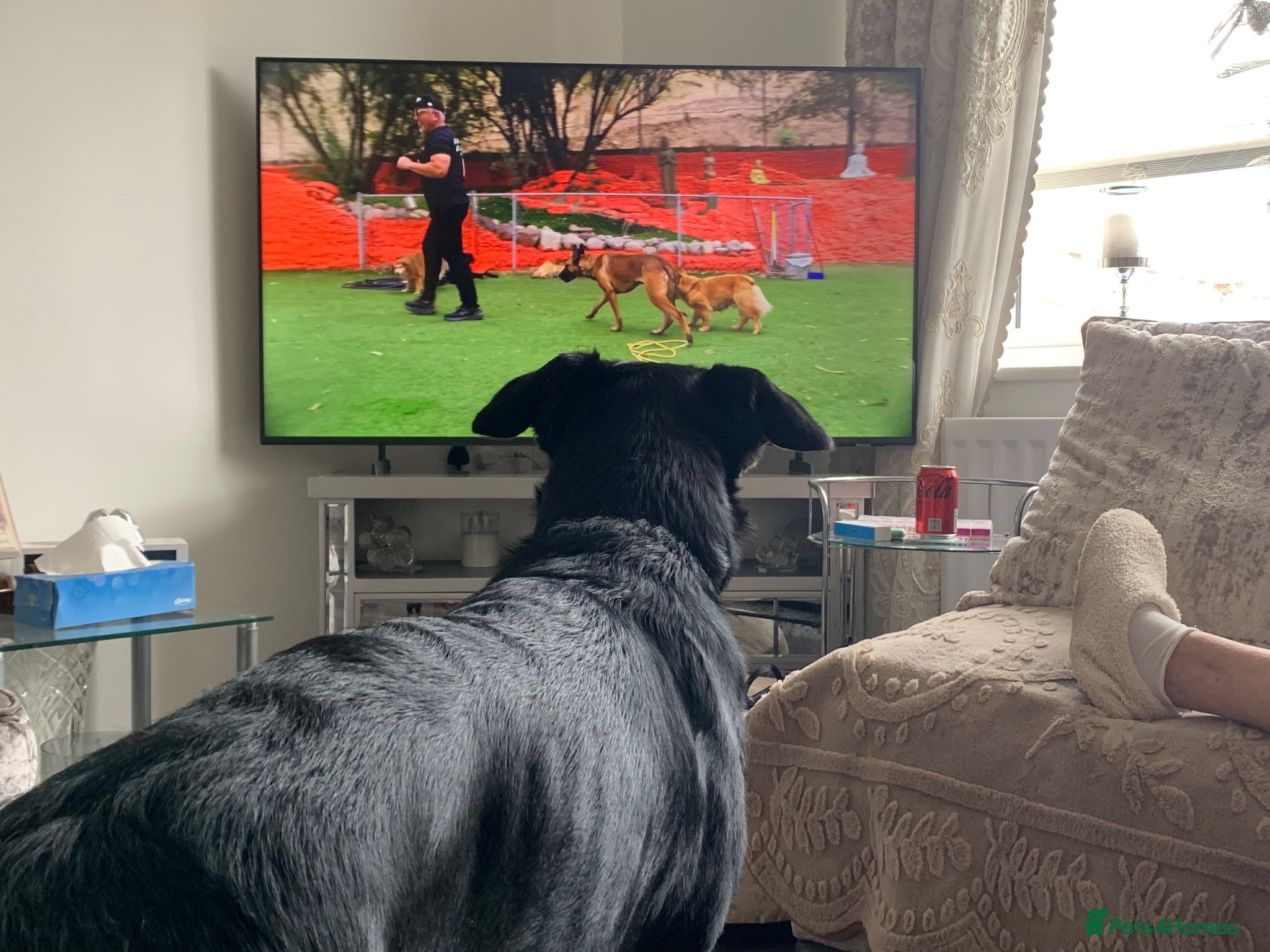 Mixed Breed dogs 3/4 German Shepherd X 1/4 Labrador  - Advert 2