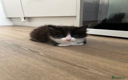 Ragdoll cats for sale: Ragdoll cross  - Image 4