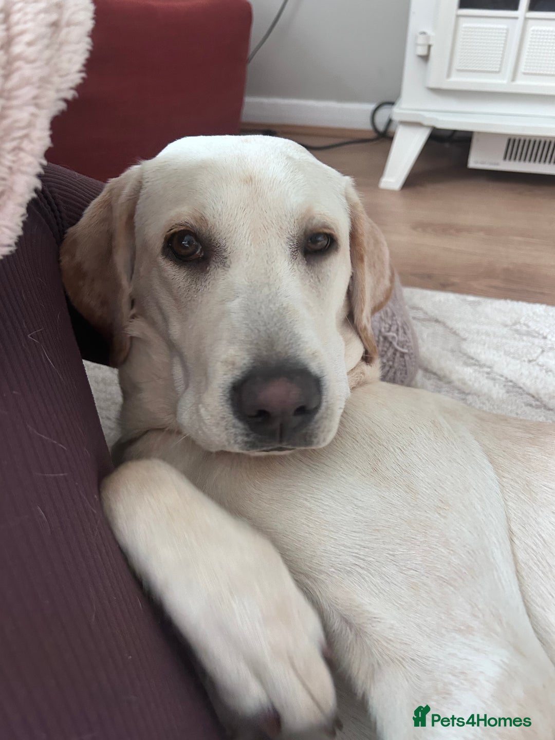 Labrador Retriever dogs for sale: Labrador retriever - Image 2