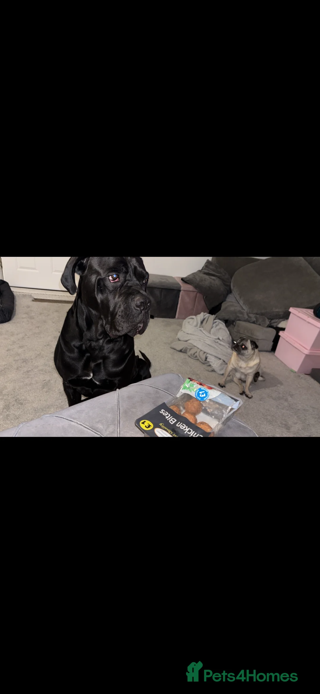 Cane Corso dogs for sale: Beautiful cane corso puppy’s  - Advert 9