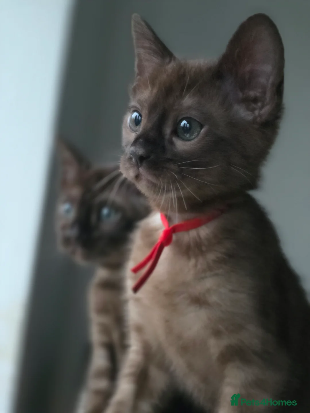 Bengal cats for sale: ❄️Outstanding Silver Snow Bengal Kittens❄️ - Advert 12