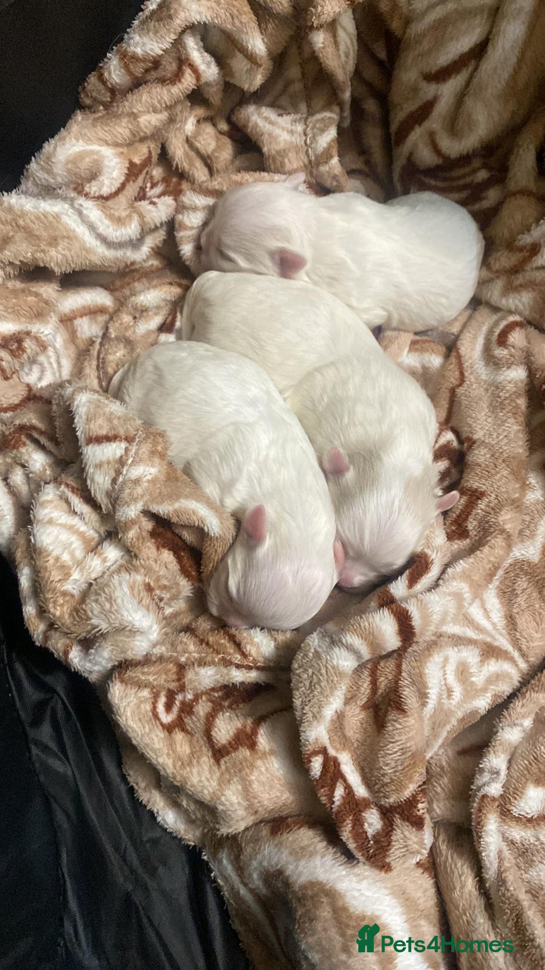 Maltese dogs for sale: Beautiful Korean Maltese 🤍🐶 - Image 3
