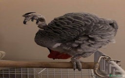 Parrots birds for sale: African grey  - Image 5