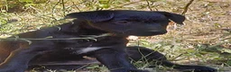 Patterdale Terrier dogs for sale: 2x Patterdale puppies - female - available now - Advert 20
