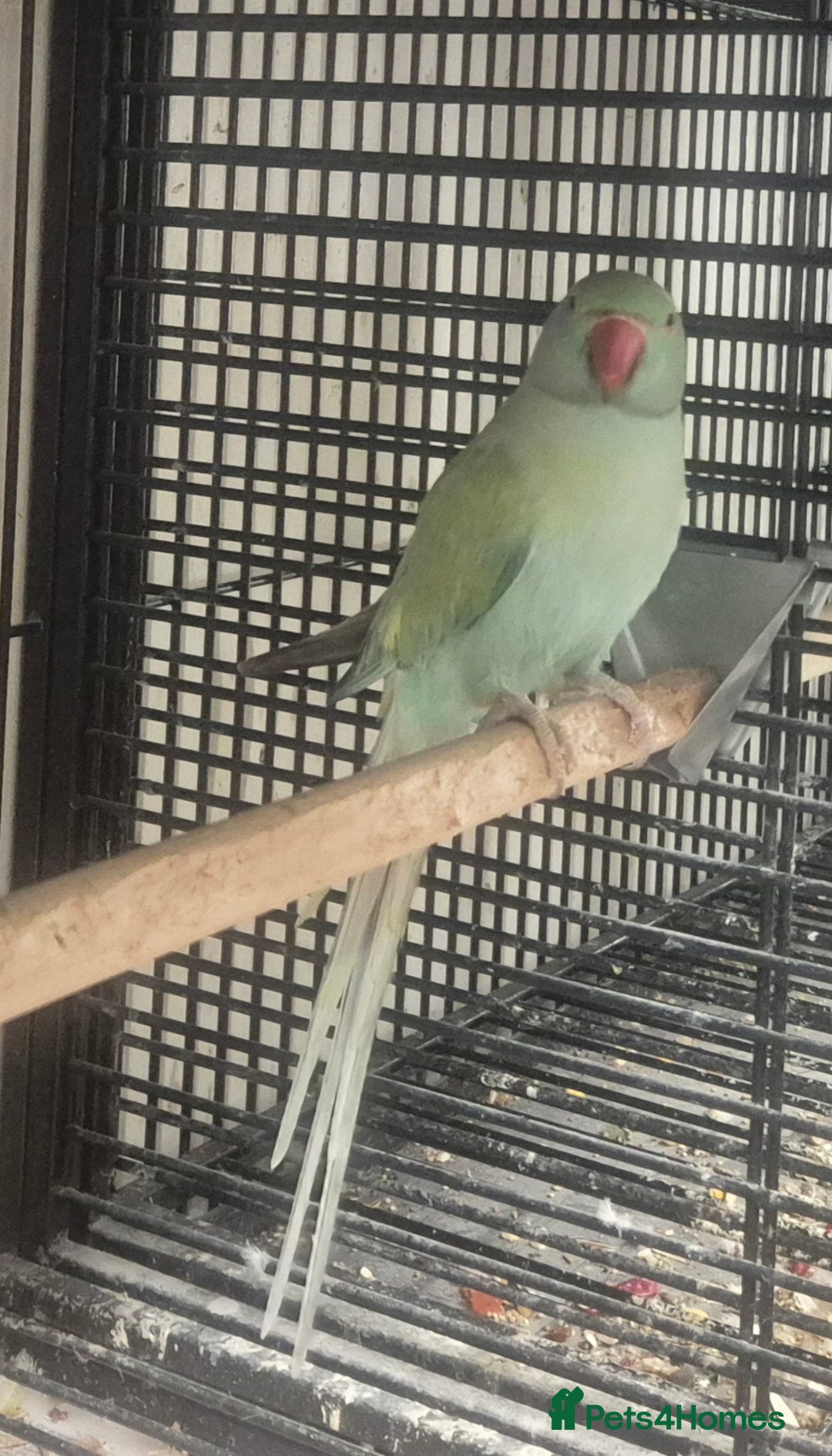 Parakeets birds for sale: Finches canarys doves parakeet  - Advert 7