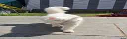 Turkish Angora cats for sale: Cute White Turkish Angora kittens / mixed eyes !  - Advert 3