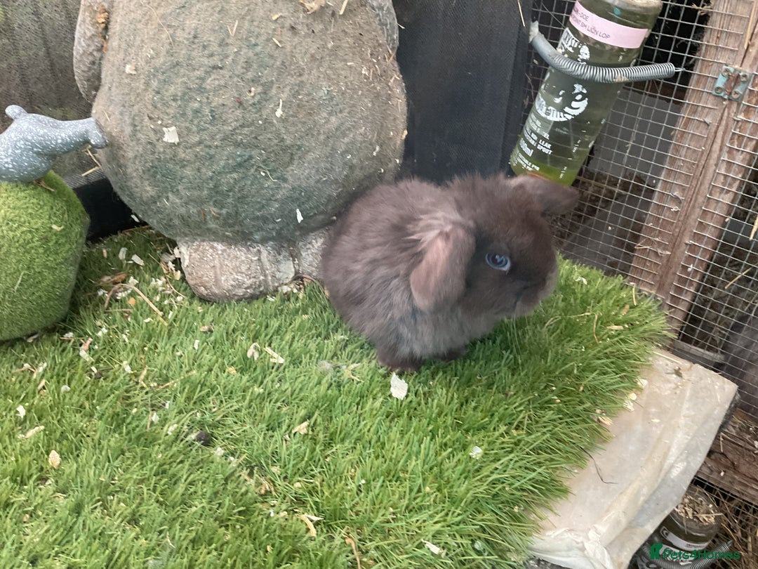 Mini Lop rabbits for sale: Baby mini lops and mini lion lop baby rabbits - Advert 22