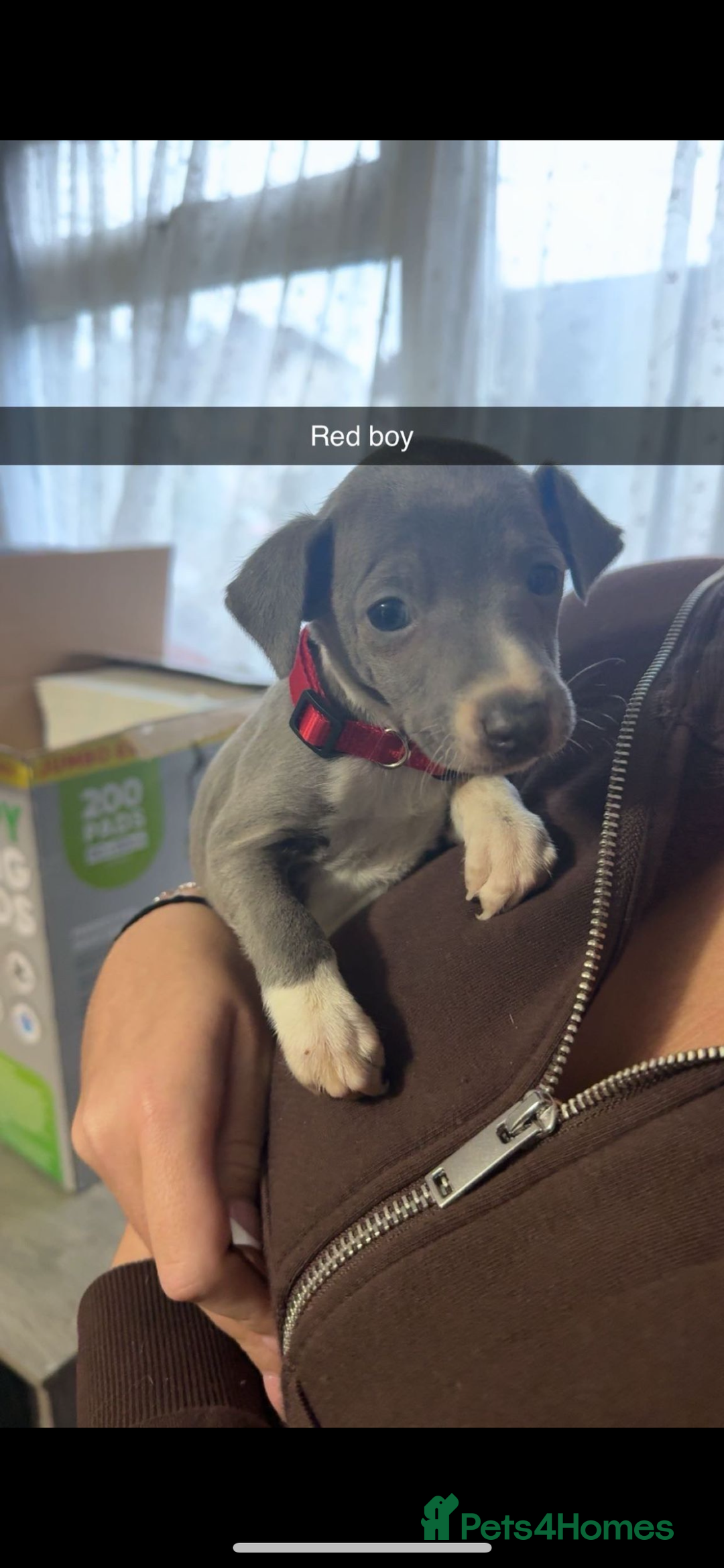 Italian Greyhound dogs for sale: 6 Beautiful Italian greyhounds - Advert 5