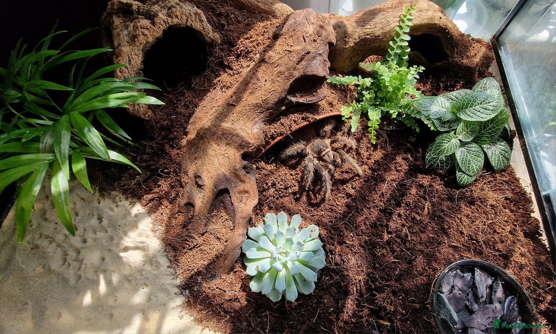 Tarantulas invertebrates for sale: Female Salmon Pink Bird Eater - Advert 2