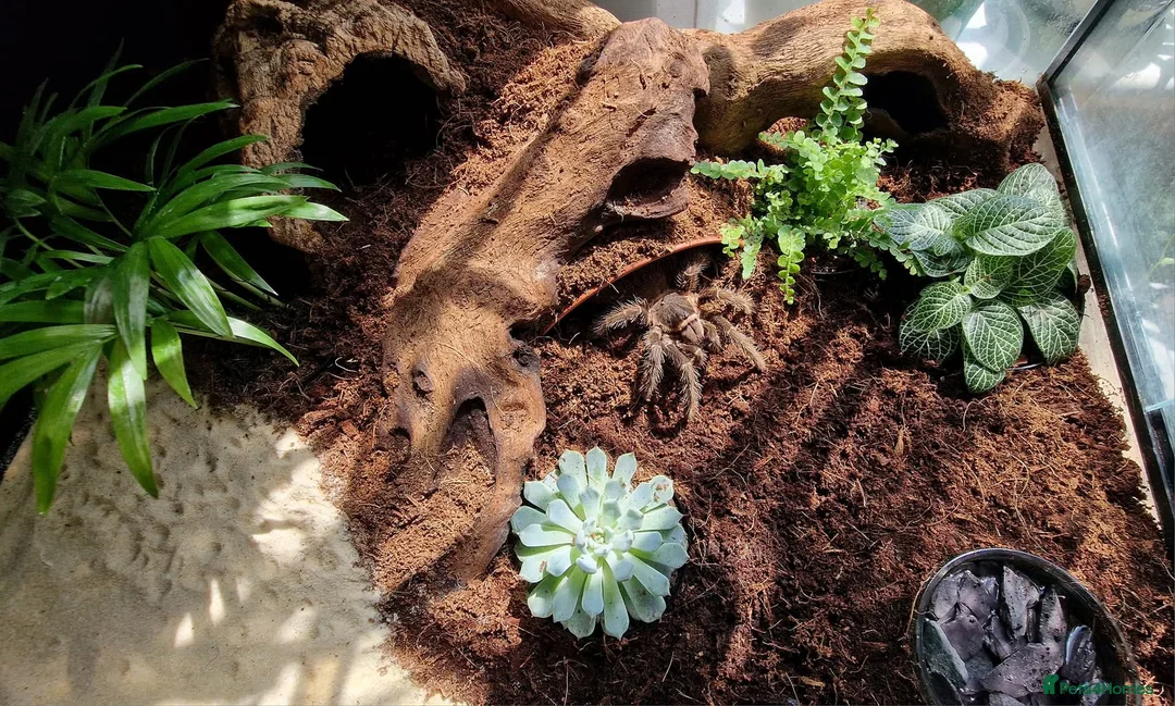 Tarantulas invertebrates for sale: Female Salmon Pink Bird Eater - Advert 2