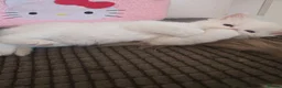 Ragdoll cats for sale: Xx Male Ragdoll kitten xX - Advert 3
