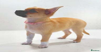 Chihuahua dogs - Advert 8