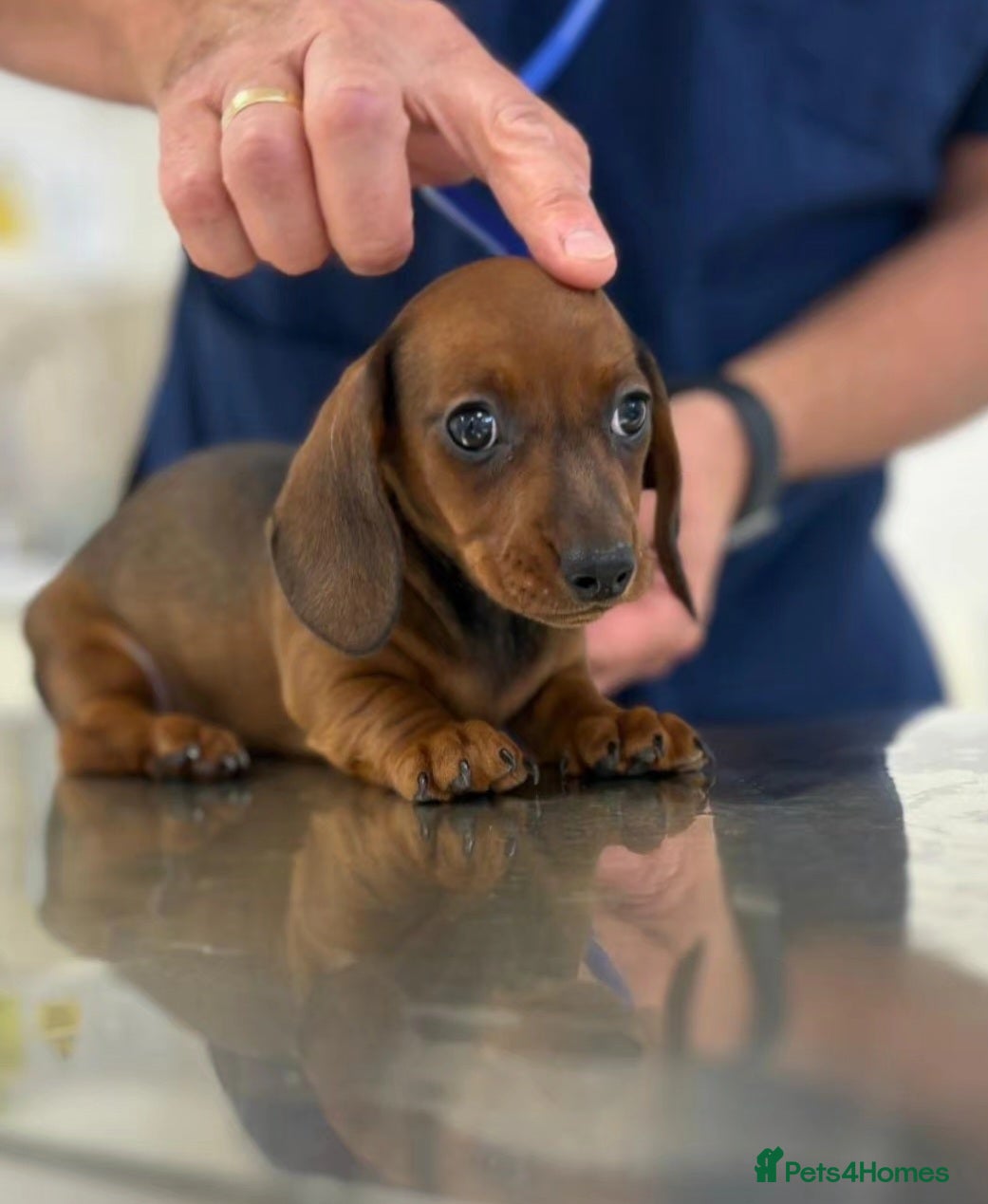 Miniature Dachshund dogs MINIATURE DACHSHUNDS TO FIND THEIR FOREVER HOME 🏡 - Advert 10