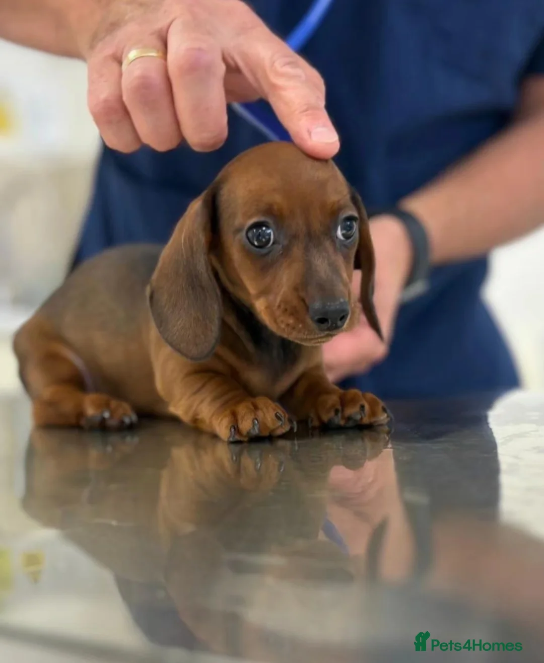 Miniature Dachshund dogs for sale: MINI DACHSHUNDS 2 FIND THEIR FOREVER HOME - Advert 1