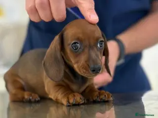 Miniature Dachshund dogs MINI DACHSHUNDS 2 FIND THEIR FOREVER HOME - Advert 1