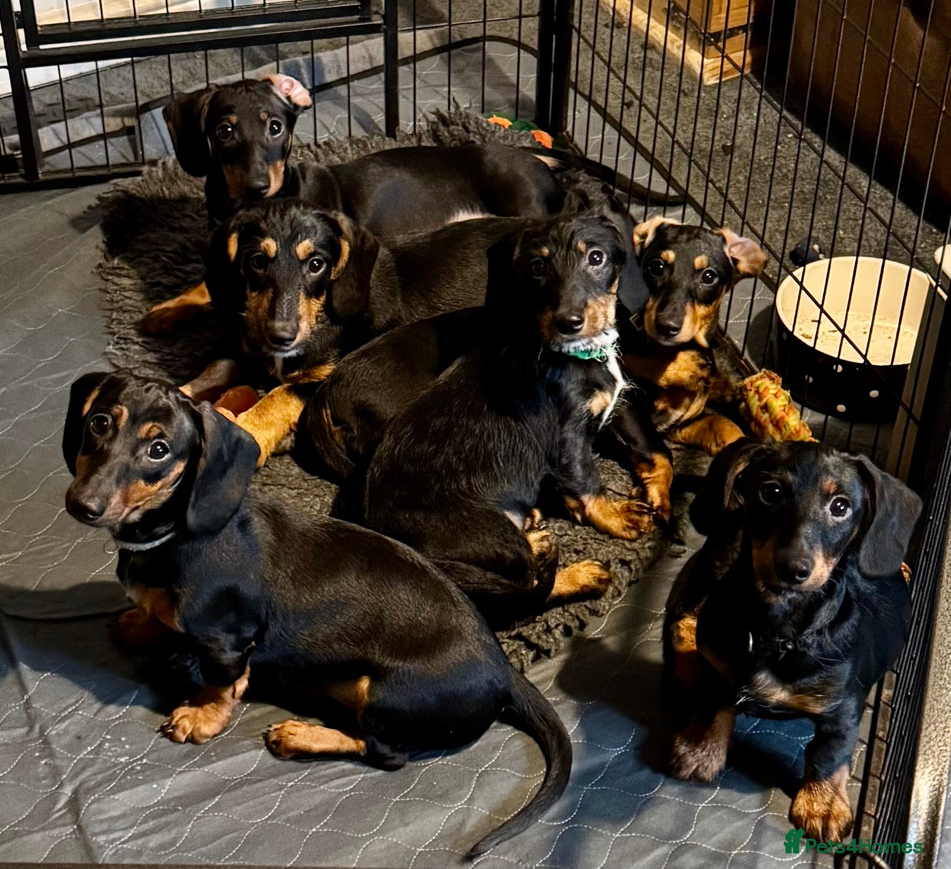 Dachshund dogs Dachshund puppies standard, wired-haired & smooth - Advert 7