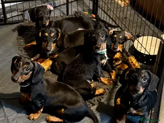 Dachshund dogs Dachshund puppies standard, wired-haired & smooth - Advert 7