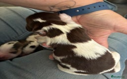 Cocker Spaniel dogs for sale: Show cocker spaniels - both parents family pets  - Image 13