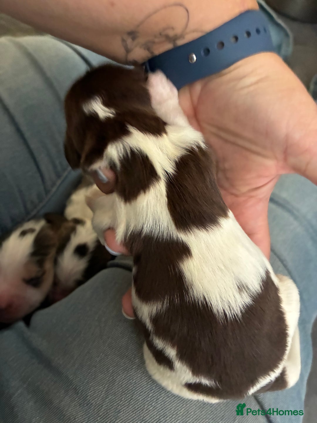 Cocker Spaniel dogs for sale: Show cocker spaniels - both parents family pets  - Image 13
