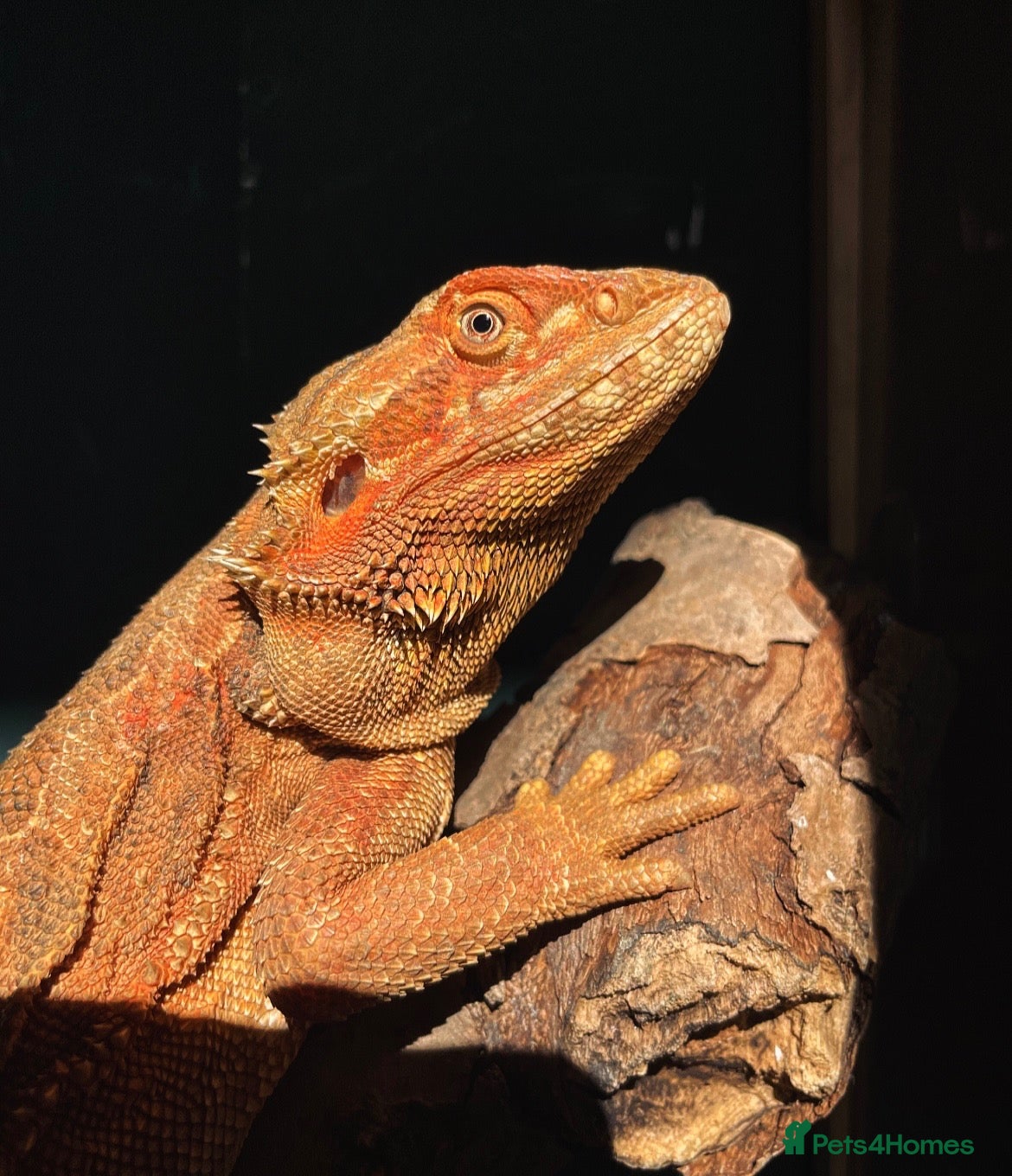 Bearded Dragon reptiles Female rescue named Athena  - Advert 6