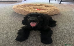 Cocker Spaniel dogs for sale: English show cocker spaniel male - Image 5