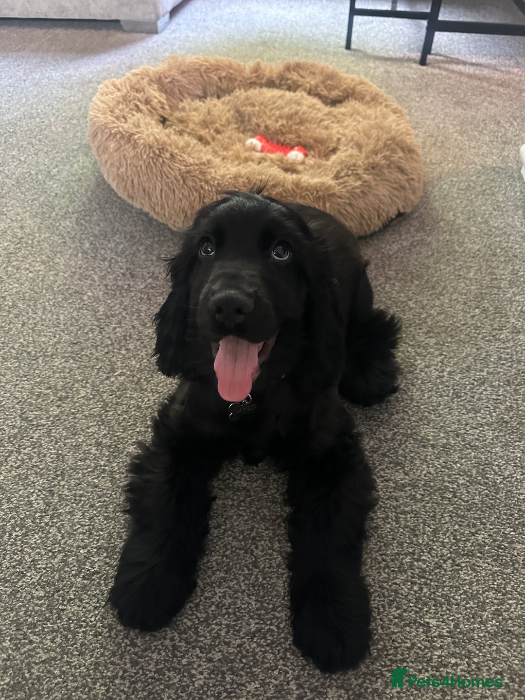 Cocker Spaniel dogs for sale: English show cocker spaniel male - Image 5