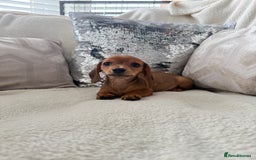 Miniature Dachshund dogs for sale: Miniature red dachshunds - Image 4