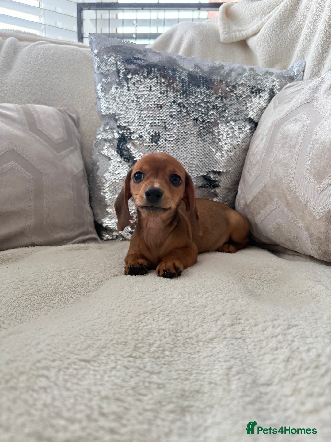 Miniature Dachshund dogs for sale: Miniature red dachshunds - Image 4