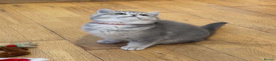 British Shorthair Kitten 3- Orange Collar