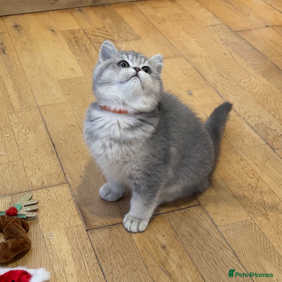British Shorthair cats for sale: 3 GCCF British Shorthair Kittens– Champion Lines - Advert 15