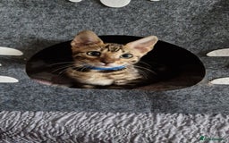 Bengal cats for sale: Last one😍Pure Bengal kittens❤️Ready to go😍 - Image 25